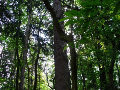 Cliquez pour voir l'image en taille relle